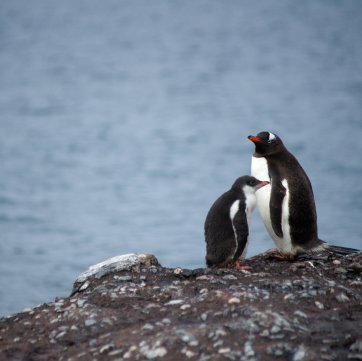 Two penguings standing on a rock.